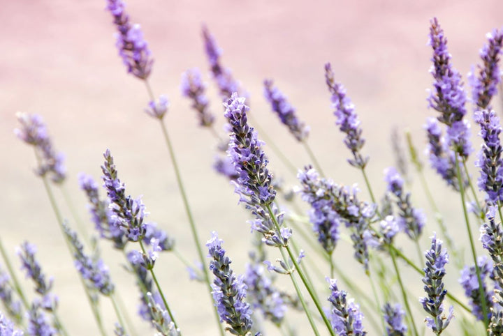 Lavender