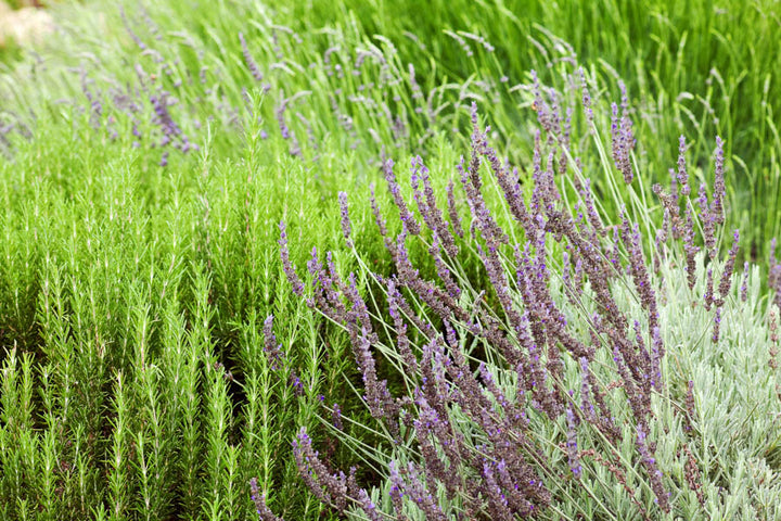 Citronella, Lavender & Rosemary