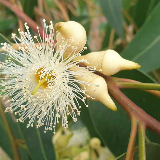 Australian Bush