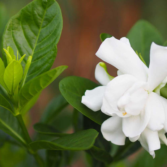Gardenia
