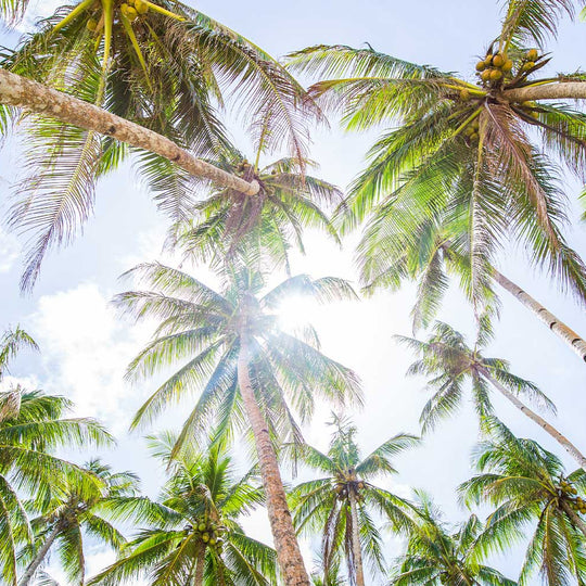 Coconut & Lime