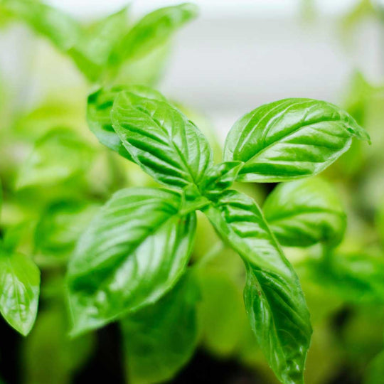 Mandarin, Lime & Basil